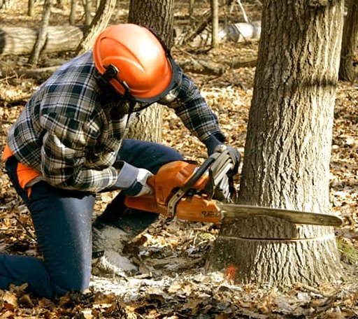 Tree Removal in Sorrento, ME